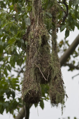 Montezuma Oropendola nest 2042