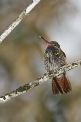 Rufous tailed hummer 2043