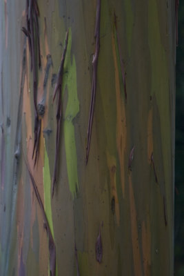rainbow eucalyptus 2031