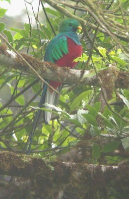Quetzal1.jpg