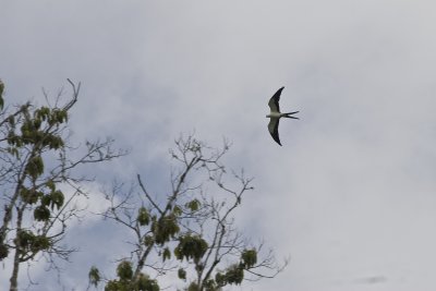 20070624_Swallow-tailed Kite 1631.jpg