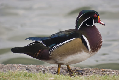 woodduck_0086.jpg