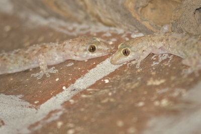 geckos_2210.jpg