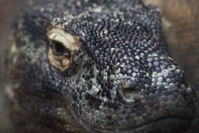 Komodo_2819.jpg