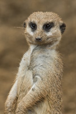 zoo_meerkats