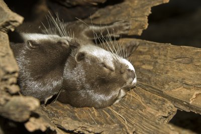Asian Small-clawed Otter_2683.jpg