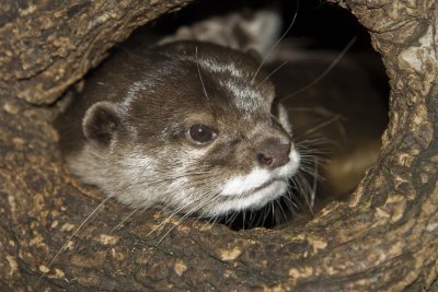 Asian Small-clawed Otter_2692.jpg