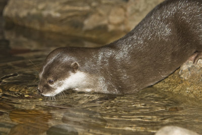 Asian Small-clawed otter_2704.jpg