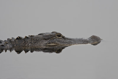 Alligator Brazos Bend_3051.jpg