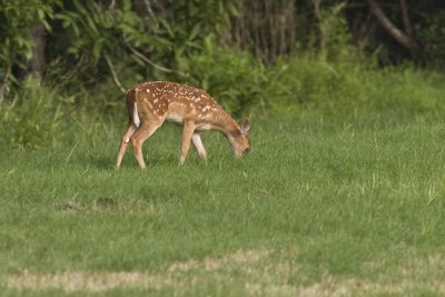 Fawn_3111.jpg