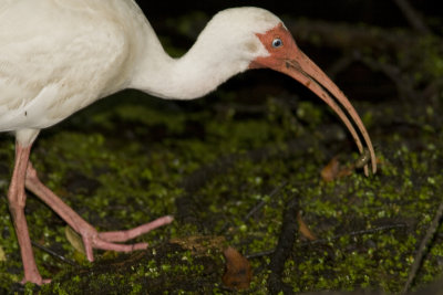 white ibis w bug_3153.jpg