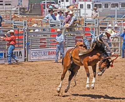 bronc2.jpg