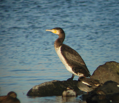 Aalscholver / Cormorant