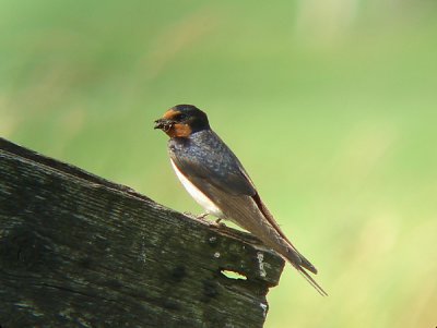 Boerenzwaluw / Barn Swallow
