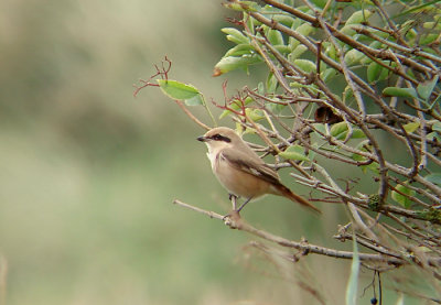 Daurische klauwier / Isabelline Shrike