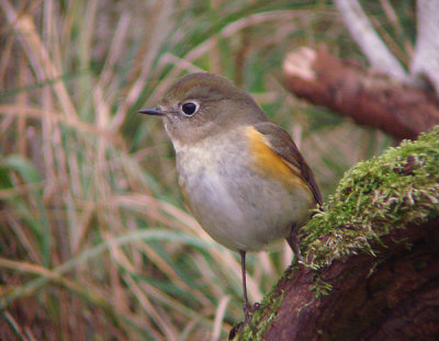 Blauwstaart / Red-flanked Bluetail