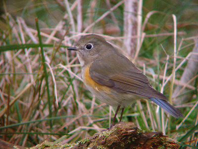 Blauwstaart / Red-flanked Bluetail