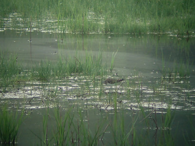 Amerikaanse Bosruiter / Solitary Sandpiper