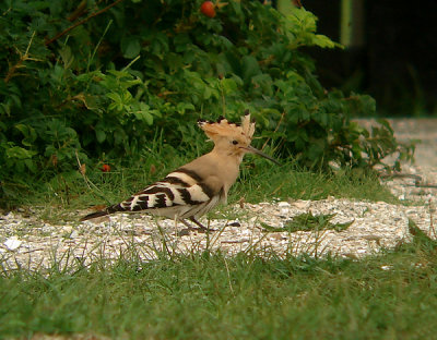 Hop, Hoopoe