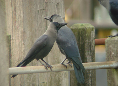 Huiskraai, House Crow