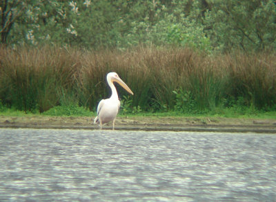 Roze pelikaan / White Pelican