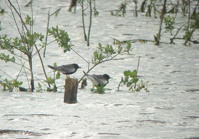 Witvleugelstern / White-winged Tern
