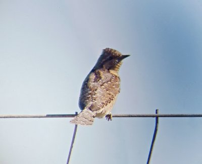 Draaihals / Wryneck
