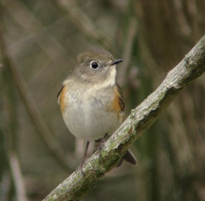 Blauwstaart / Red-flanked Bluetail