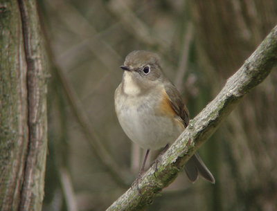 Blauwstaart / Red-flanked Bluetail