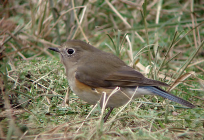 Blauwstaart / Red-flanked Bluetail