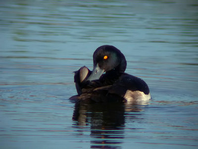 Kuifeend / Tufted Duck