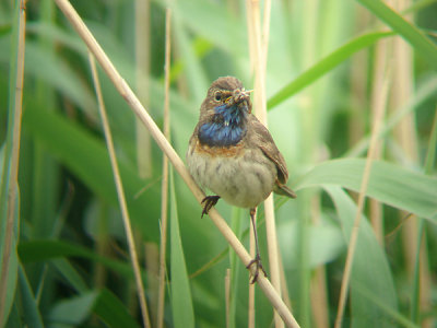 Blauwborst / Bluethroat