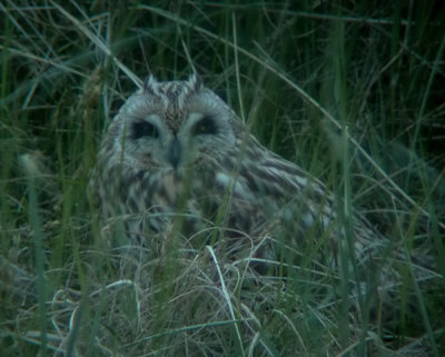 Velduil / Short-eared Owl