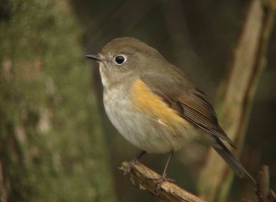 Blauwstaart / Red-flanked Bluetail