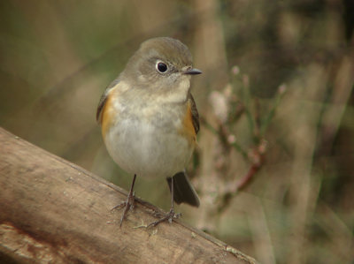 Blauwstaart / Red-flanked Bluetail