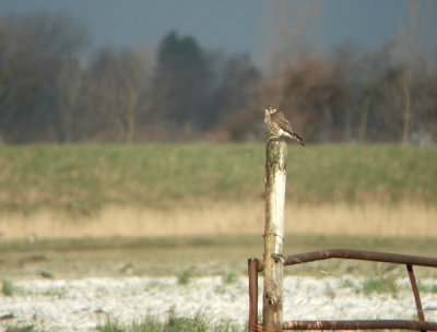 Smelleken / Merlin