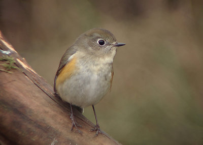 Blauwstaart / Red-flanked Bluetail