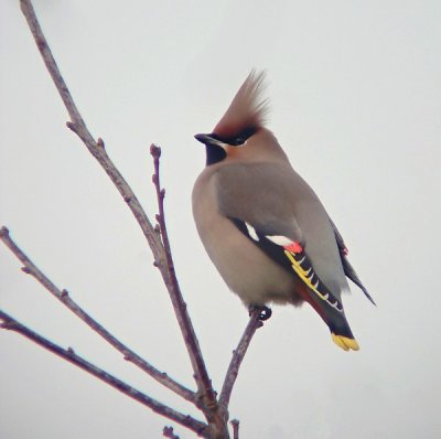 Pestvogel / Bohemian Waxwing