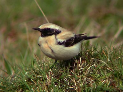 Woestijntapuit / Desert Wheatear