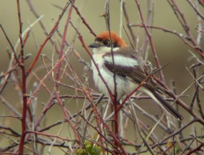 Roodkopklauwier / Woodchat Shrike