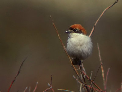 Roodkopklauwier / Woodchat Shrike