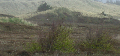 Roodkopklauwier / Woodchat Shrike