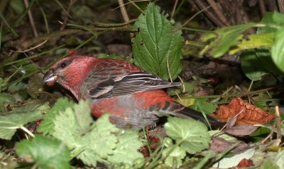 Haakbek / Pine Grosbeak
