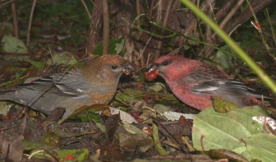 Haakbek / Pine Grosbeak