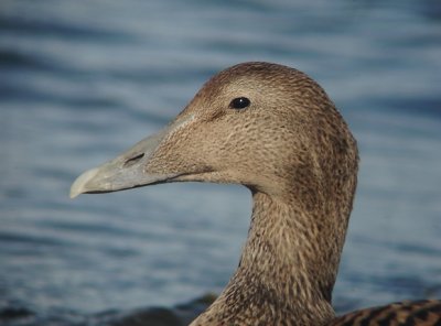 Eider / Common Eider