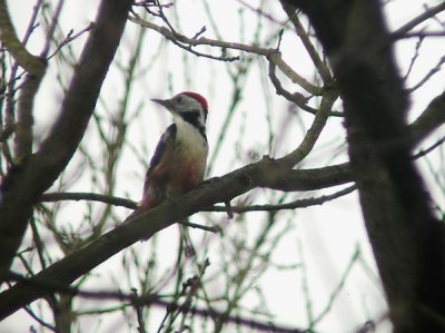 Middelste Bonte Specht / Middle Spotted Woodpecker