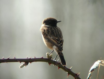 Roodborsttapuit / Common Stonechat