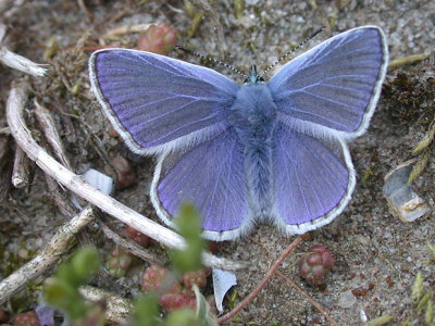 Icarusblauwtje