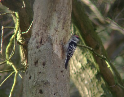 Kleine bonte specht / Lesser Spotted Woodpecker