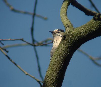 Kleine bonte specht / Lesser Spotted Woodpecker